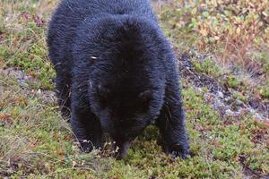 Black Bear along British Columbia highway photo