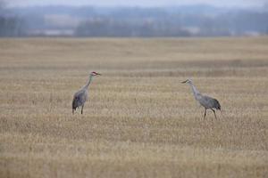 Sandhill Cranes in Spring Saskatchewan Canada photo