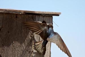 golondrina de árbol flotando en la casa del pájaro foto