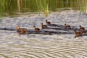 Hen and ducklings swimming in roadside pond