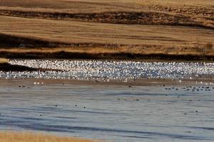Huge flock of Snow Geese in Saskatchewan during fall migration photo