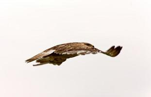 swainson hawk en vuelo canadá foto