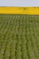 Flax and canola crops in Saskatchewan photo