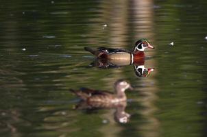 Wood Duck drake and hen swimming in pond photo