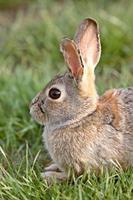 Bush Rabbit Bunny Saskatchewan Canada photo