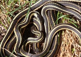 Garter Snakes mating photo