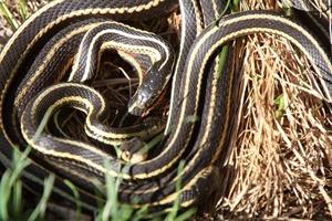 Garter Snakes mating photo