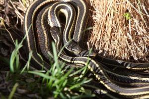 Garter Snakes mating photo