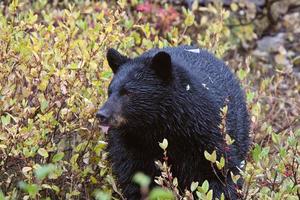 Black Bear along British Columbia highway photo