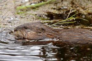 Beaver in roadside pond photo