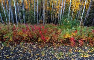 Fallen leaves near aspen forest in Northern British Columbia photo