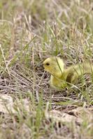 Baby Geese Goslings in Grass Saskatchewan photo