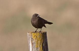 Female Brown headed Cowbird on fence post photo
