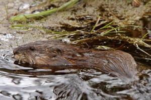 Beaver in roadside pond photo