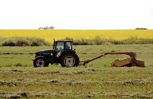 Swathing hay in Saskatchewan photo