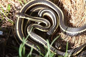 Garter Snakes mating photo