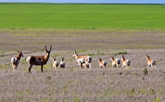 manada de antílopes berrendos en el campo de saskatchewan foto