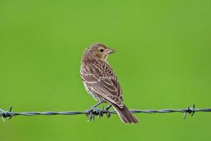 Song Sparrow on wire strand photo