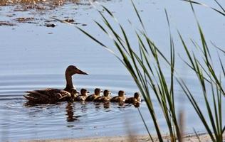 Hen and ducklings swimming in roadside pond photo