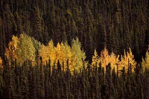 Autumn colored Aspens amongst Lodgepole Pines photo