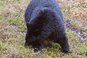 Black Bear along British Columbia highway photo