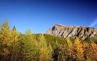 view of forests and mountains in Jasper National Park photo
