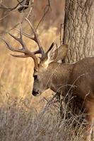 Mule Deer buck in Saskatchewan fall photo
