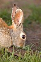 Bush Rabbit Bunny Saskatchewan Canada photo