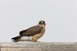 Swainson's hawk Canada photo