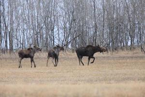 Cow and 2 Calf Moose in Field Saskatchewan Canada photo