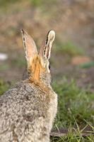 bush conejo conejito saskatchewan canadá foto