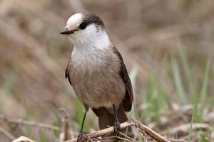Gray Jay perched on branch in Spring photo