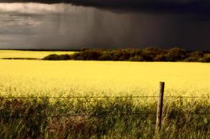 Rain front approaching Saskatchewan canola crop photo