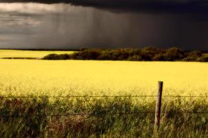 Rain front approaching Saskatchewan canola crop photo