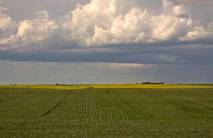 Storm clouds approaching Saskatchewan canola crop photo