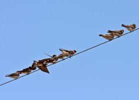 Row of swallows perched on overhead wire photo