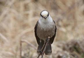 Gray Jay perched on branch in Spring photo