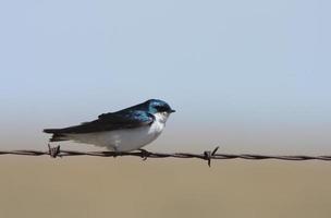 Tree Swallow perched on barbed wire strand photo