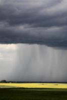 Rain front approaching Saskatchewan canola crop photo