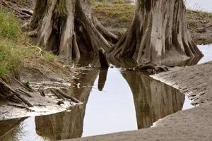 Tree stumps reflection in pool photo