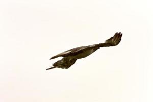 Swainson Hawk in Flight Canada photo