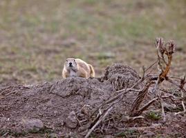 perrito de las praderas en las praderas de saskatchewan foto