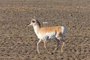 antílope berrendo saskatchewan canadá foto