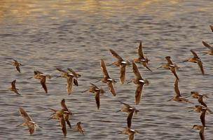 Long billed Dowitcher in patterned flight photo