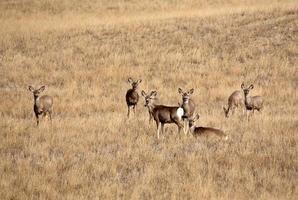 Mule Deer resting in Saskatchewan field photo