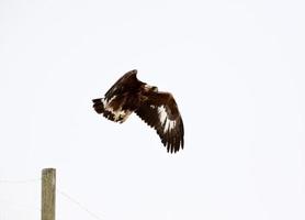 Young Golden Eagle taking flight from fence post