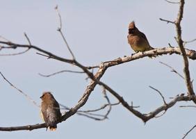 Waxwing de cedro encaramado en el árbol foto