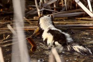 Striped Skunk swimming in marsh photo
