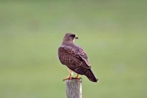 Swainson's Hawk perched on fence post photo