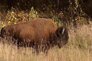 Lone buffalo along Alaska Highway photo